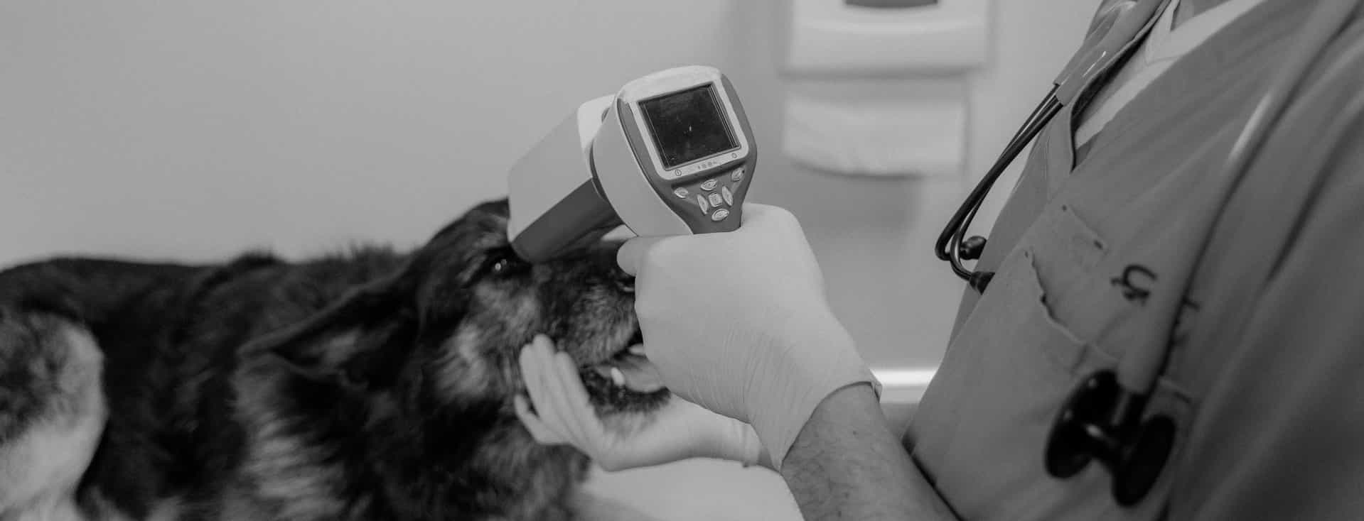 Eye testing mirpur pet animal clinic